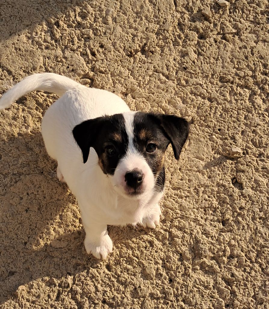 Du Domaine Des Deux étoiles - Chiot disponible  - Jack Russell Terrier