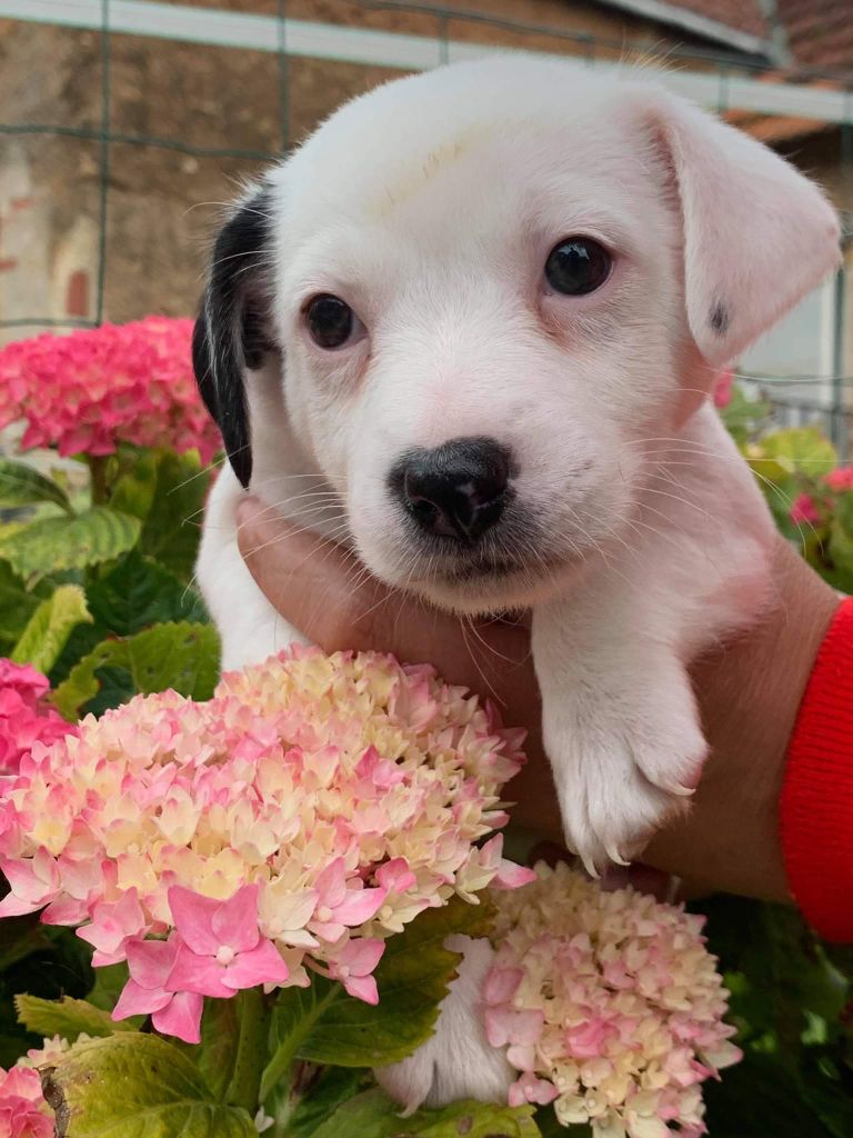 Du Domaine Des Deux étoiles - Jack Russell Terrier - Portée née le 25/05/2021