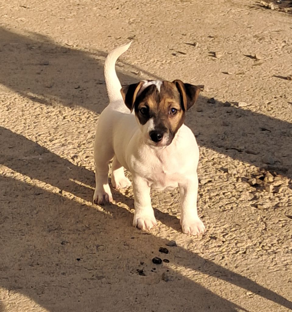 Du Domaine Des Deux étoiles - Chiot disponible  - Jack Russell Terrier