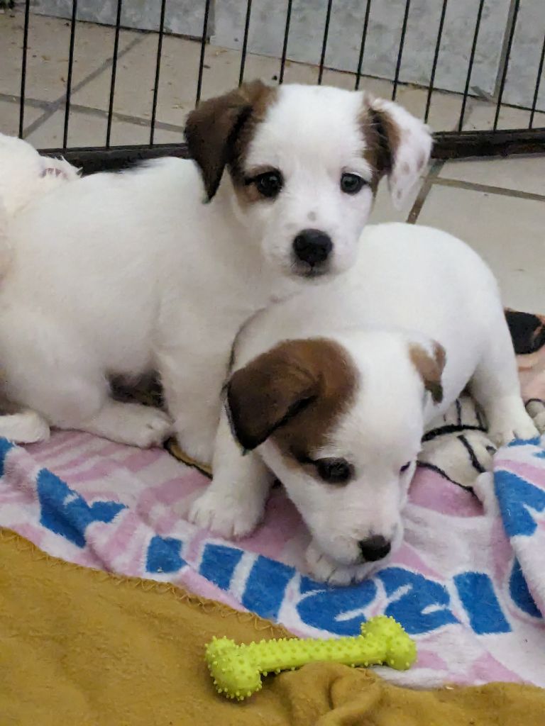 chiot Jack Russell Terrier Du Domaine Des Deux étoiles