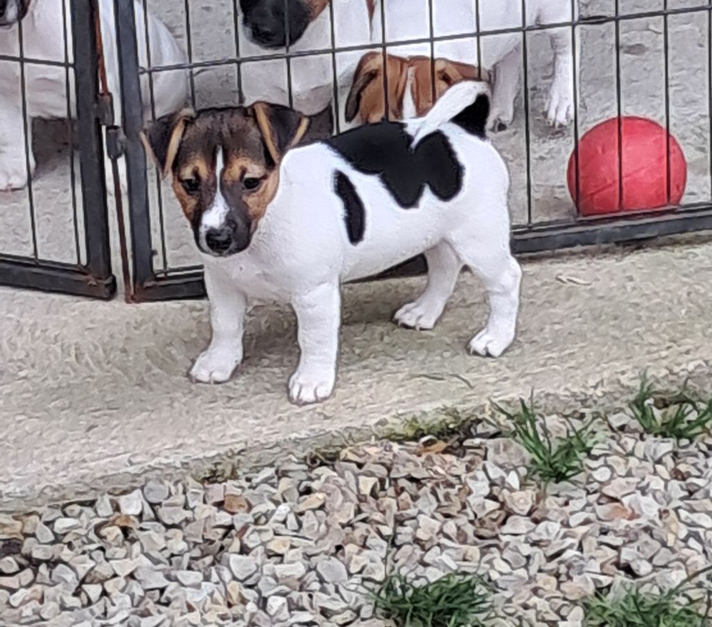 Du Domaine Des Deux étoiles - Chiot disponible  - Jack Russell Terrier