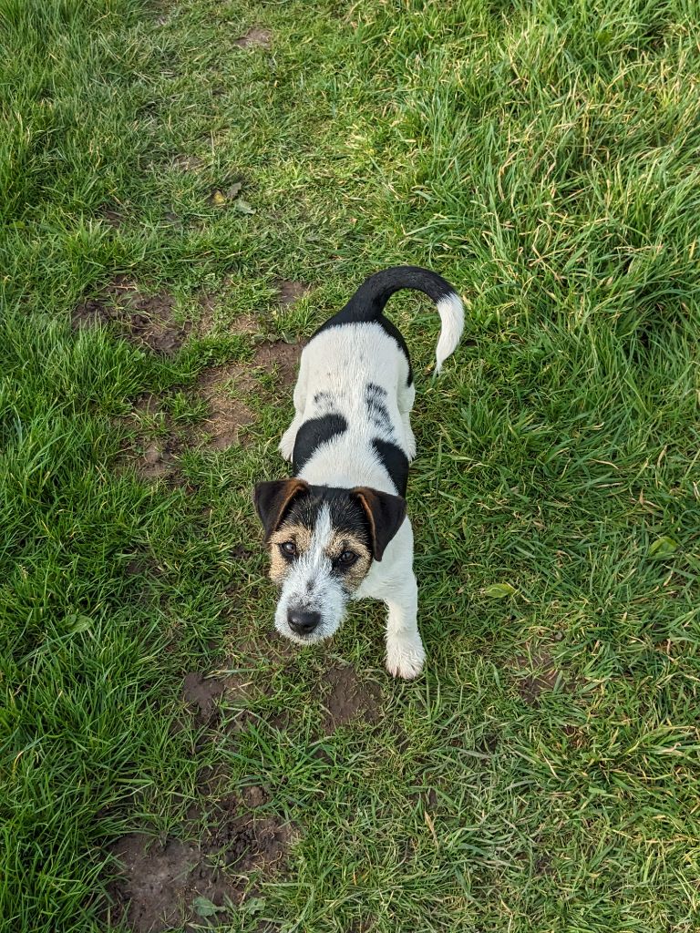 chiot Jack Russell Terrier Du Domaine Des Deux étoiles