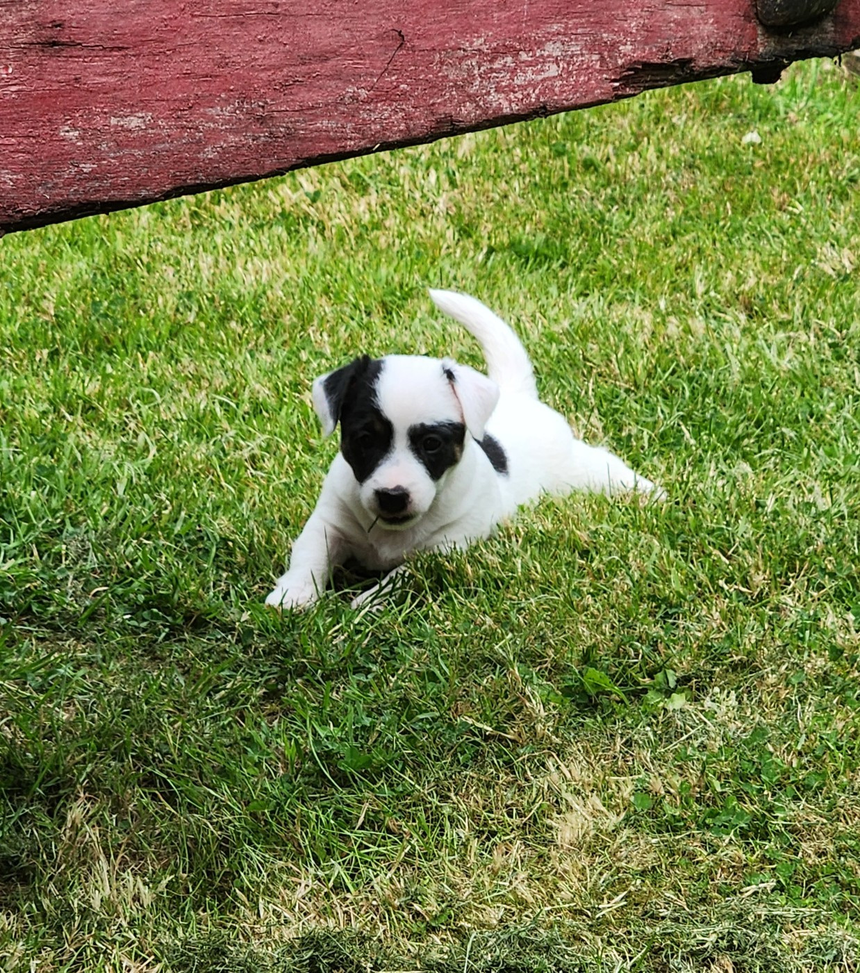 BB 