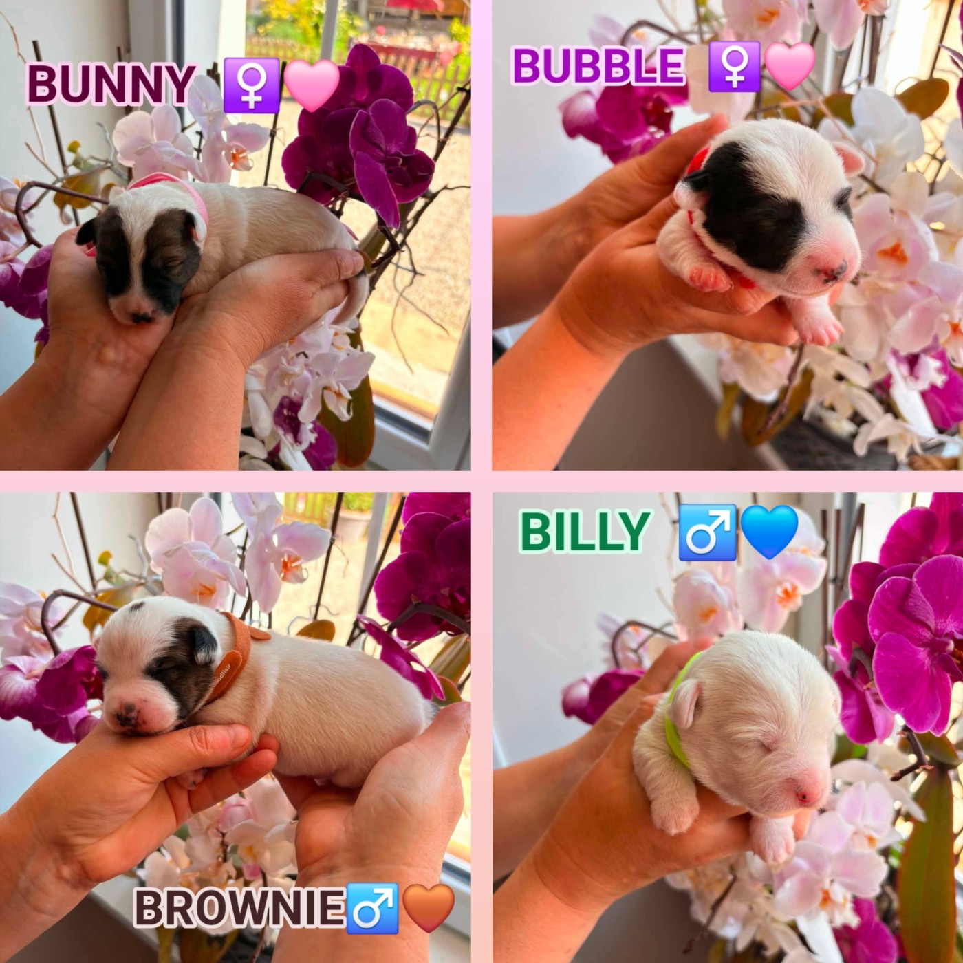 NOS BEBES SONT LA