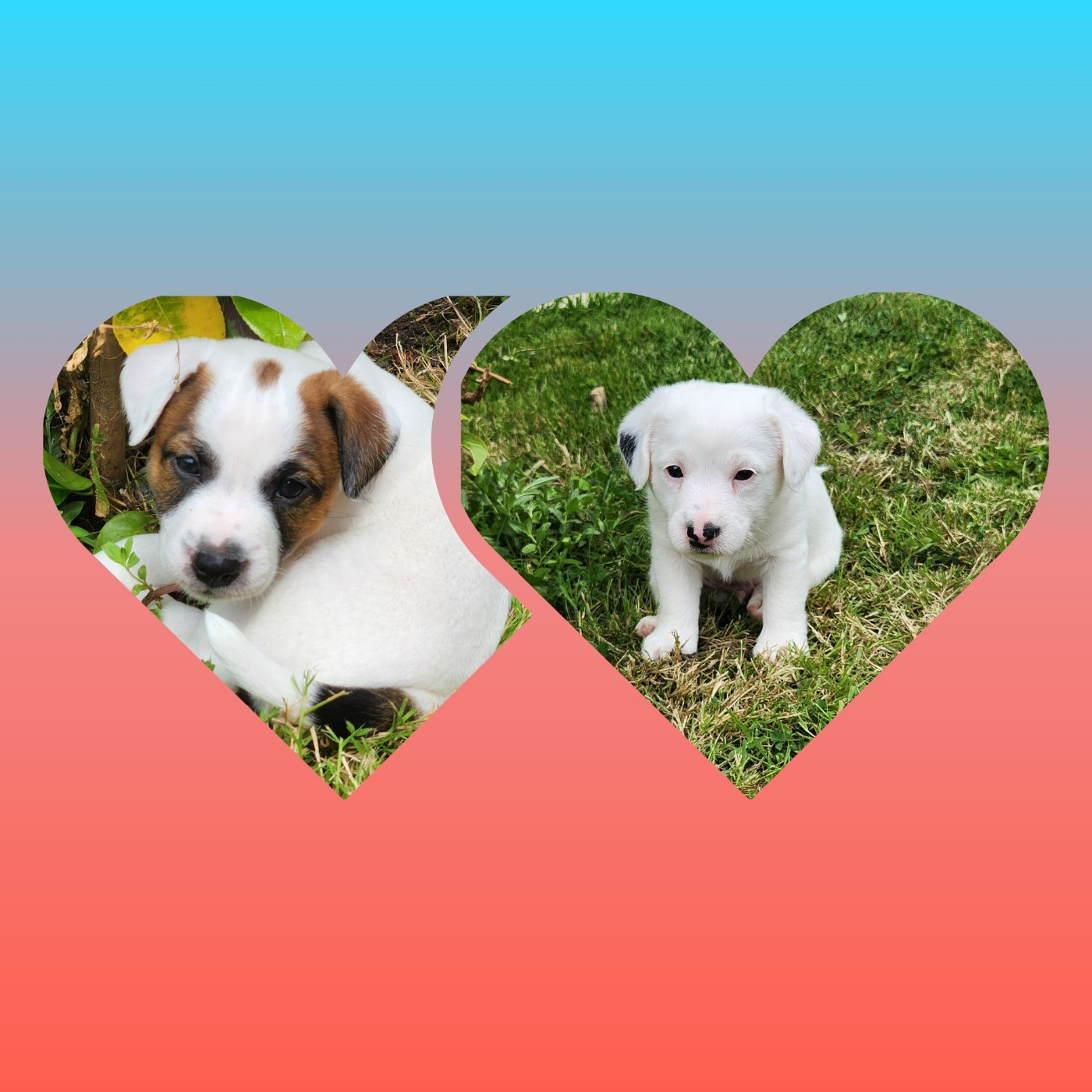 2 CHIOTS MALES DISPONIBLES
