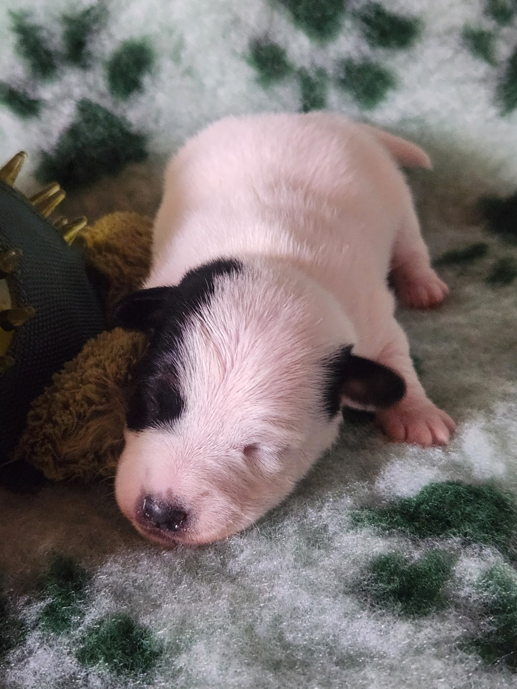 PORTEE ROYALE DU 08 JANVIER 2026