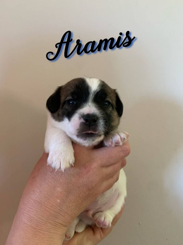 Du Domaine Des Deux étoiles - Chiots disponibles - Jack Russell Terrier