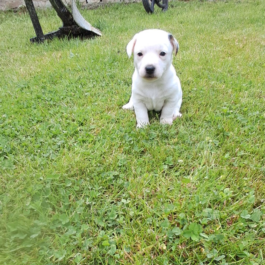 Du Domaine Des Deux étoiles - Chiots disponibles - Jack Russell Terrier