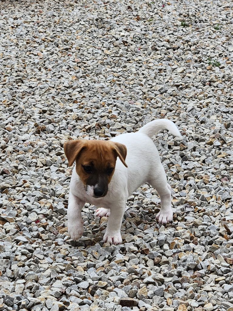 Du Domaine Des Deux étoiles - Chiots disponibles - Jack Russell Terrier