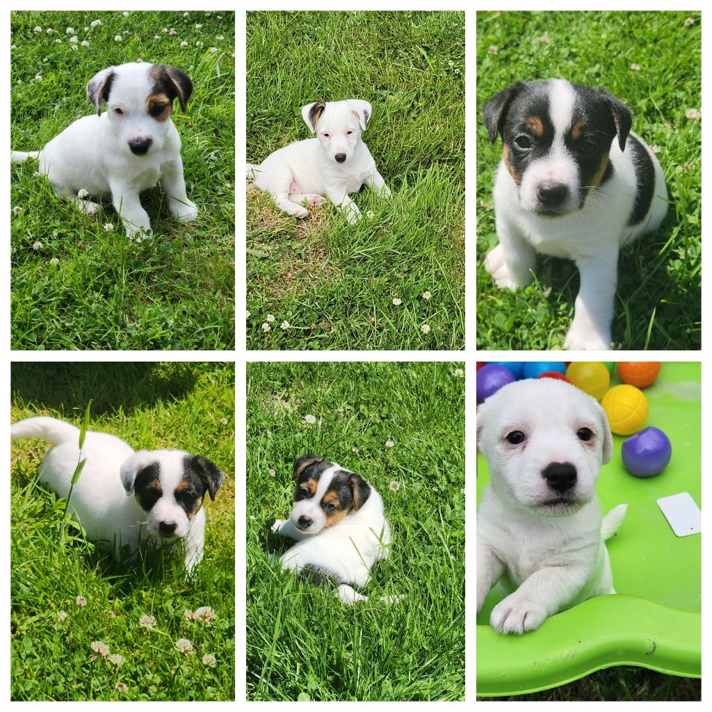 Chiot Jack Russell Terrier Du Domaine Des Deux étoiles