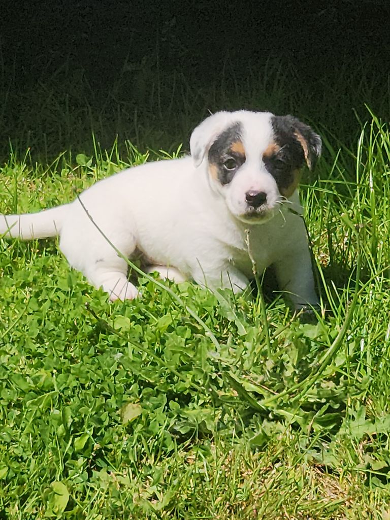 Du Domaine Des Deux étoiles - Chiots disponibles - Jack Russell Terrier