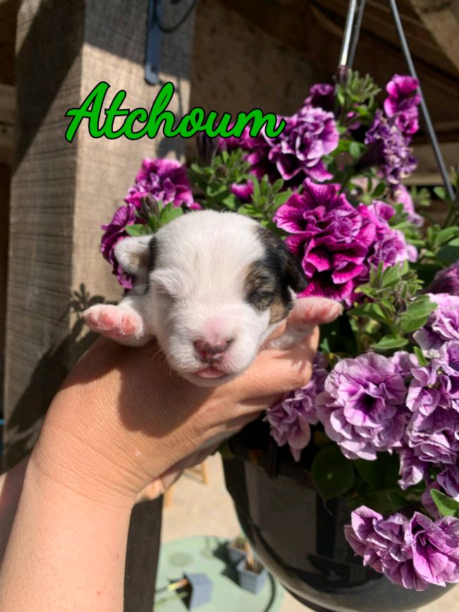Du Domaine Des Deux étoiles - Chiots disponibles - Jack Russell Terrier