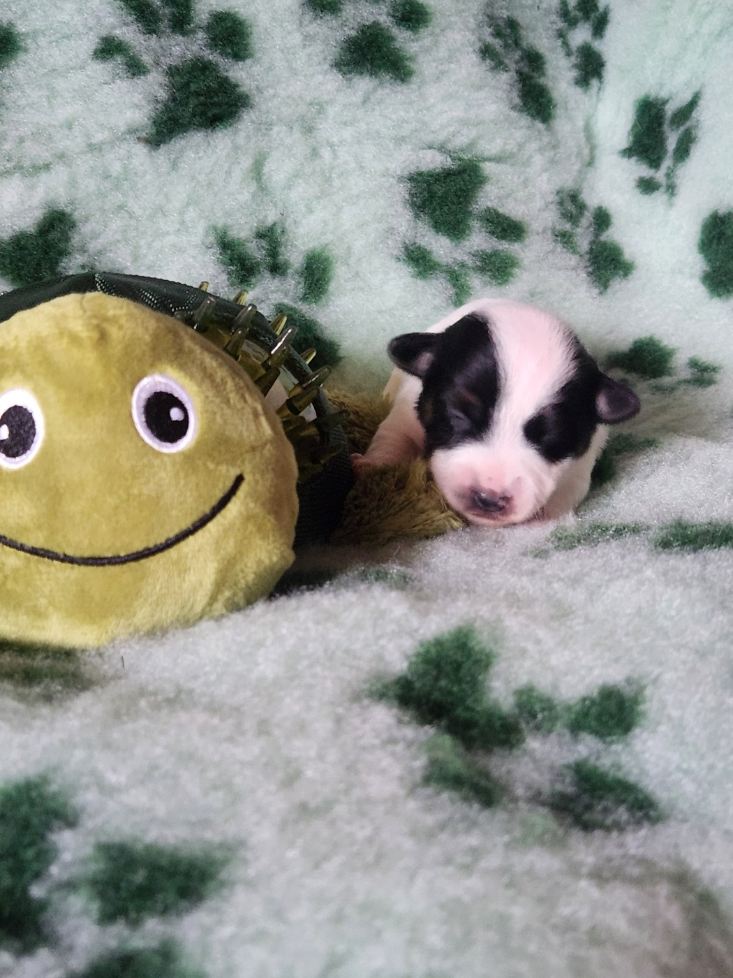 Du Domaine Des Deux étoiles - Chiots disponibles - Jack Russell Terrier