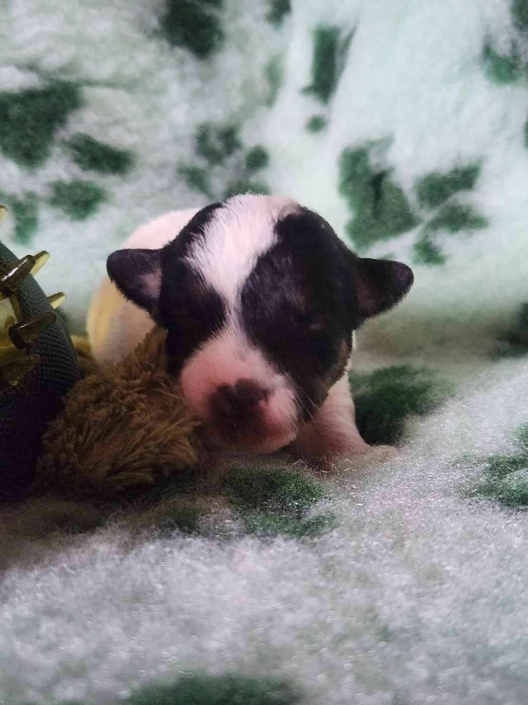 Du Domaine Des Deux étoiles - Chiots disponibles - Jack Russell Terrier