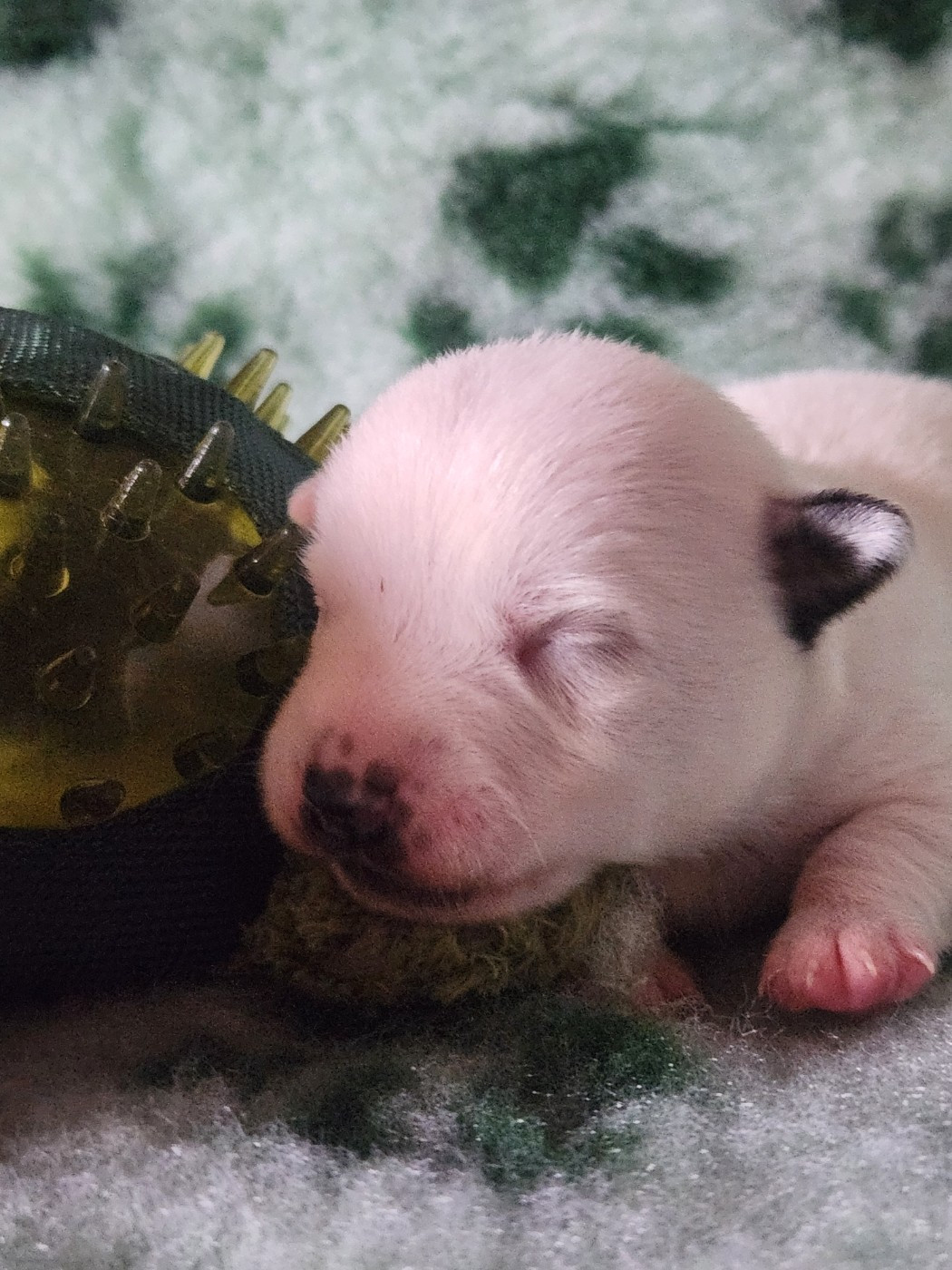 Du Domaine Des Deux étoiles - Chiots disponibles - Jack Russell Terrier