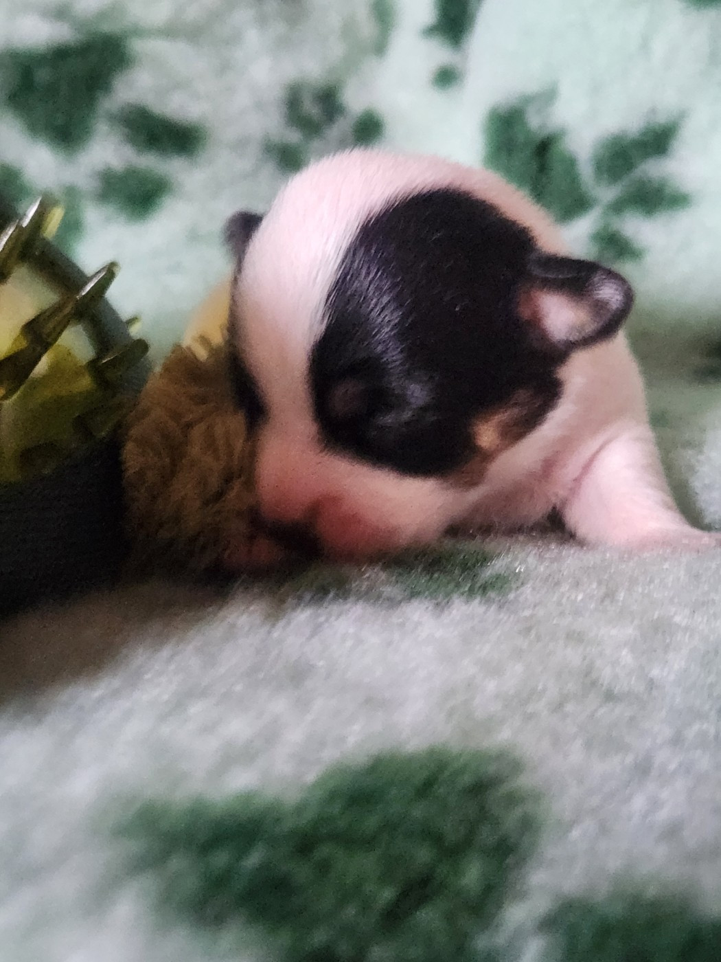 Du Domaine Des Deux étoiles - Chiots disponibles - Jack Russell Terrier