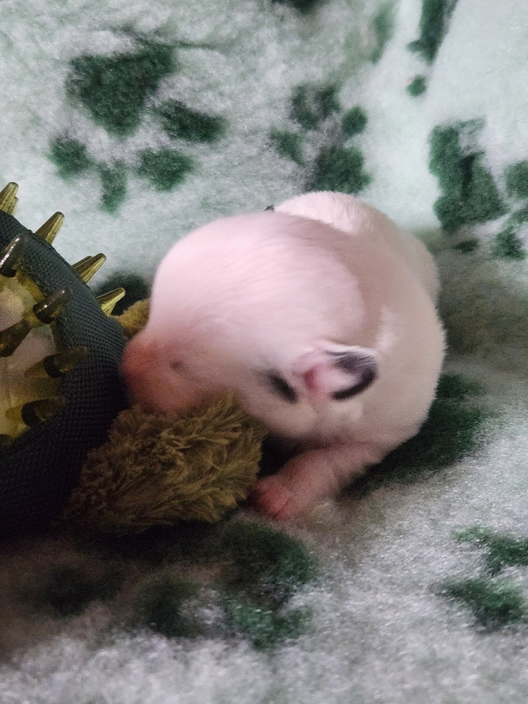 Du Domaine Des Deux étoiles - Chiots disponibles - Jack Russell Terrier