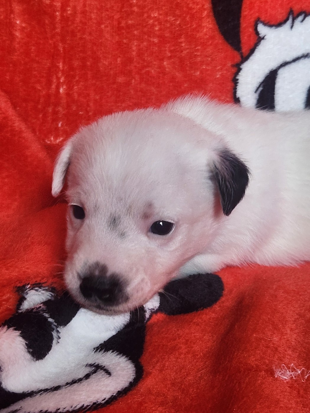 Du Domaine Des Deux étoiles - Chiots disponibles - Jack Russell Terrier