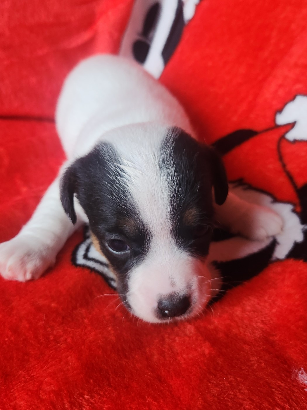 Du Domaine Des Deux étoiles - Chiots disponibles - Jack Russell Terrier