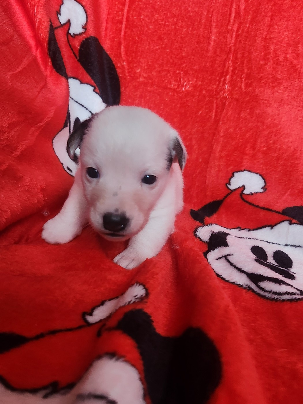 Du Domaine Des Deux étoiles - Chiots disponibles - Jack Russell Terrier