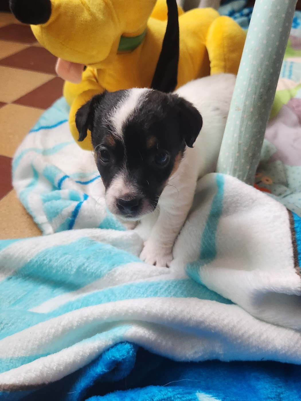 Du Domaine Des Deux étoiles - Chiots disponibles - Jack Russell Terrier