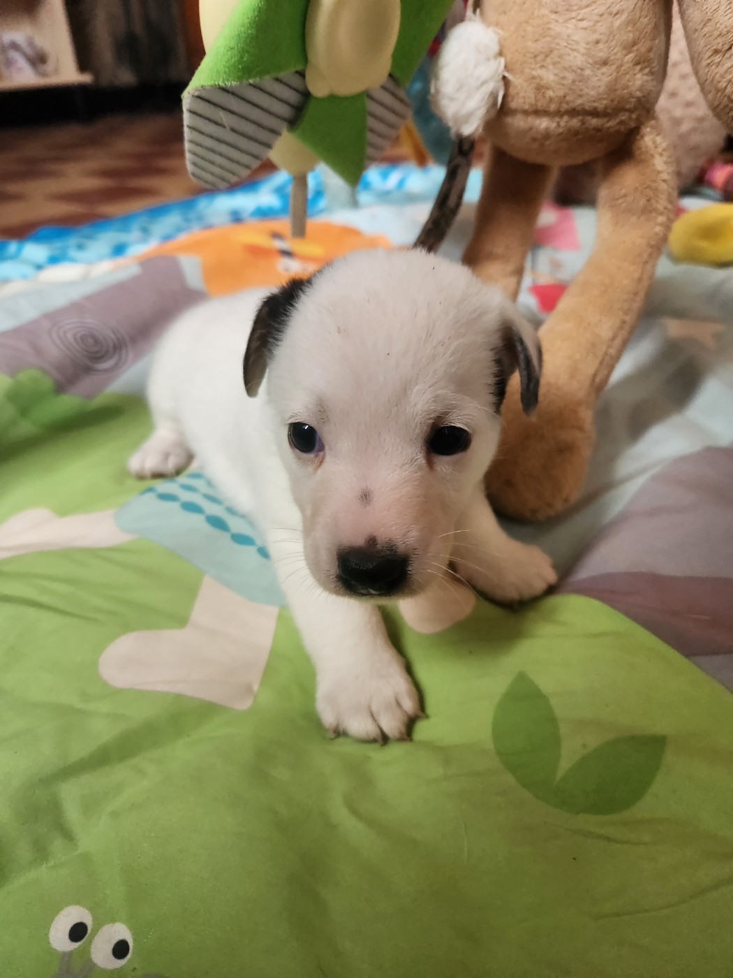 Du Domaine Des Deux étoiles - Chiots disponibles - Jack Russell Terrier