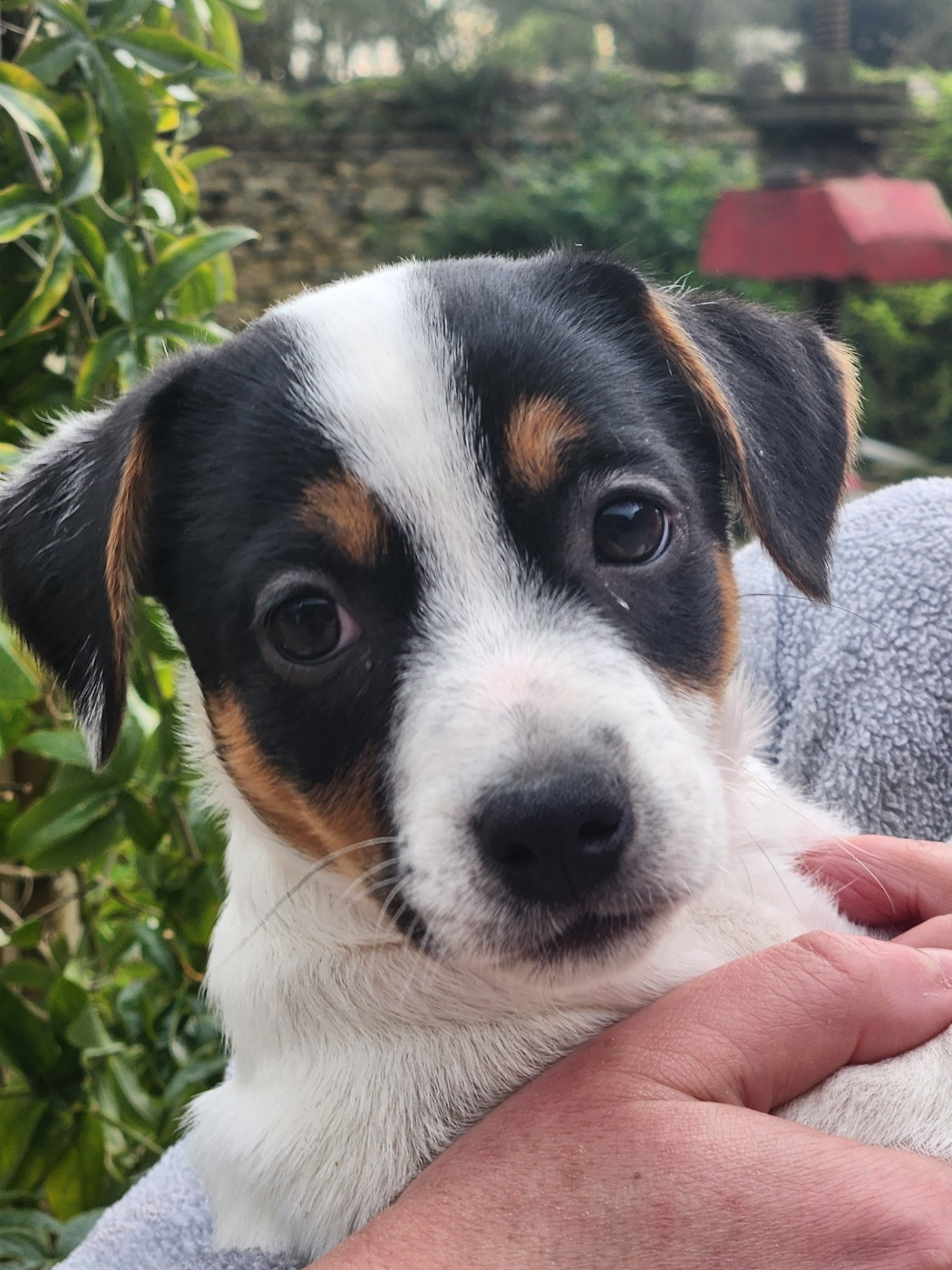 Du Domaine Des Deux étoiles - Chiots disponibles - Jack Russell Terrier