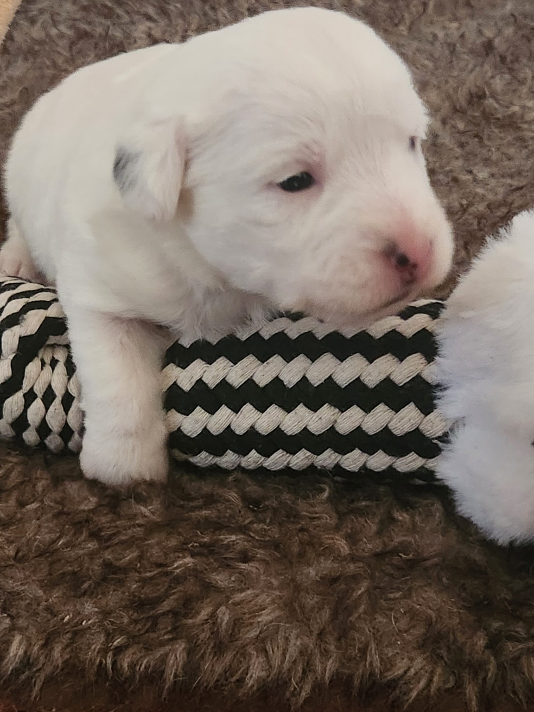 Du Domaine Des Deux étoiles - Chiots disponibles - Jack Russell Terrier