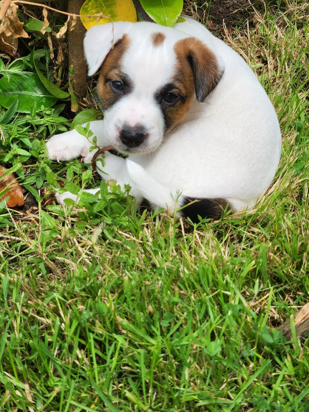 Du Domaine Des Deux étoiles - Chiots disponibles - Jack Russell Terrier