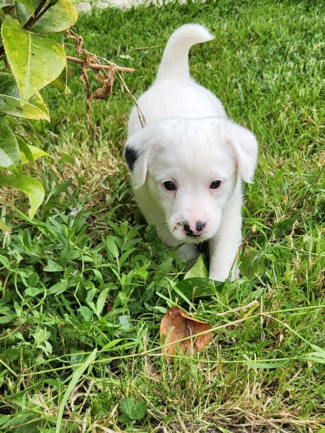 Du Domaine Des Deux étoiles - Chiots disponibles - Jack Russell Terrier