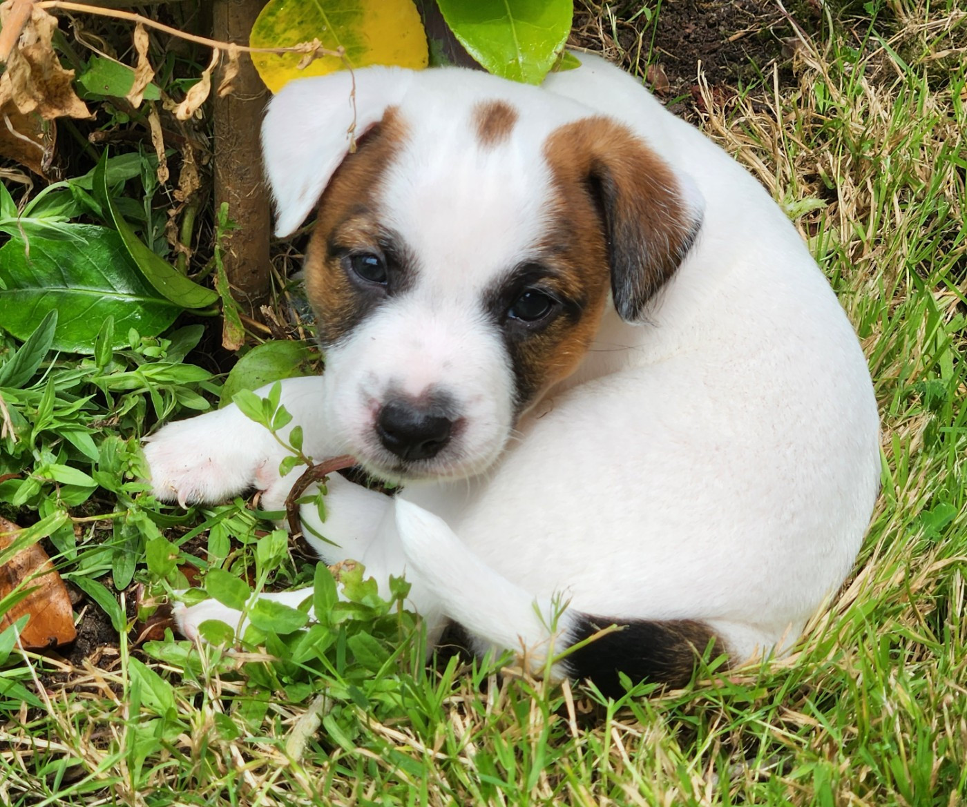 Du Domaine Des Deux étoiles - Chiots disponibles - Jack Russell Terrier