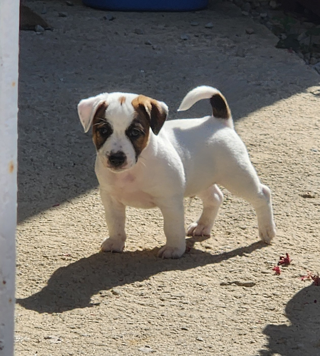 Du Domaine Des Deux étoiles - Chiots disponibles - Jack Russell Terrier