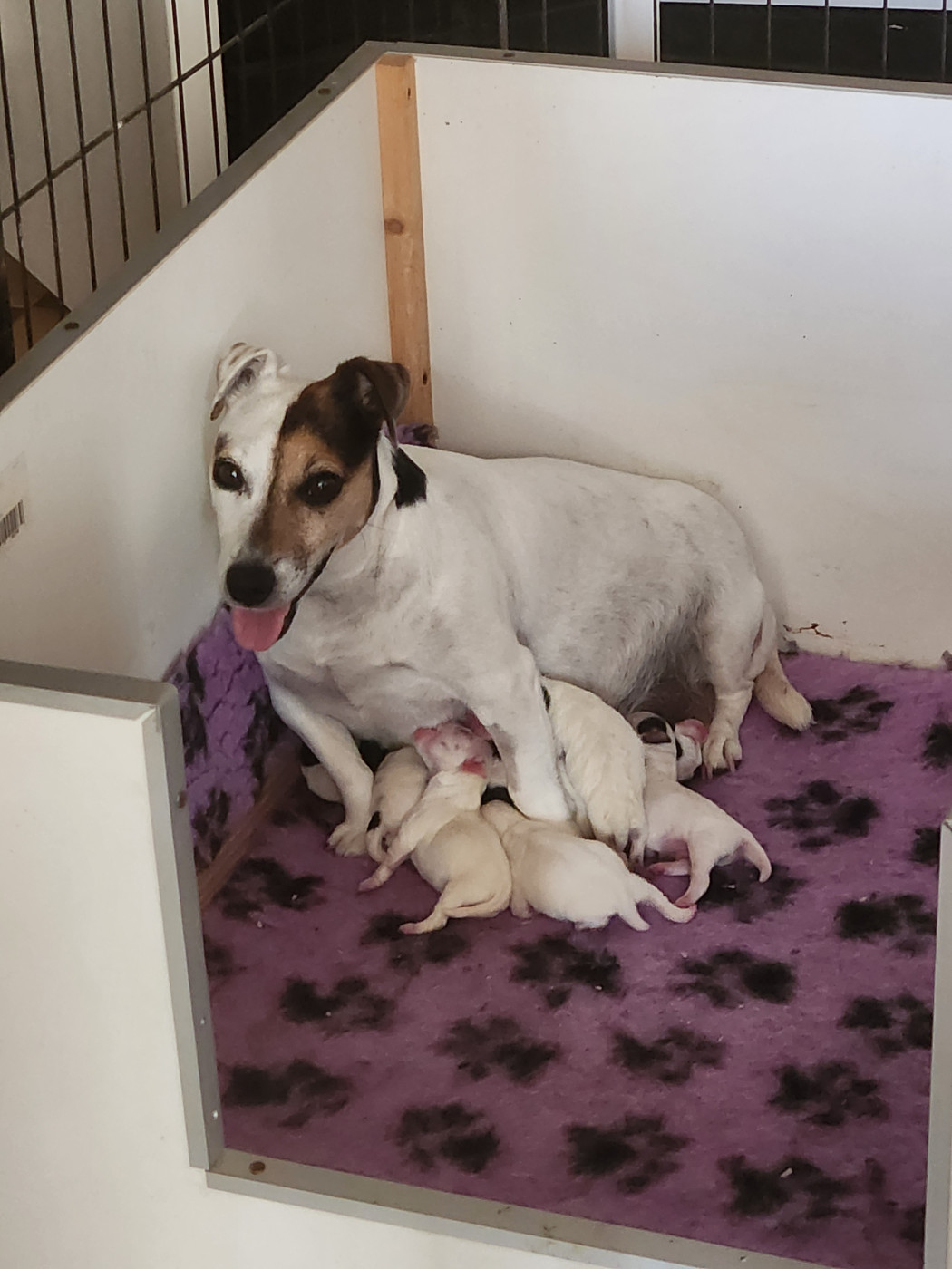 Chiot Jack Russell Terrier Du Domaine Des Deux étoiles