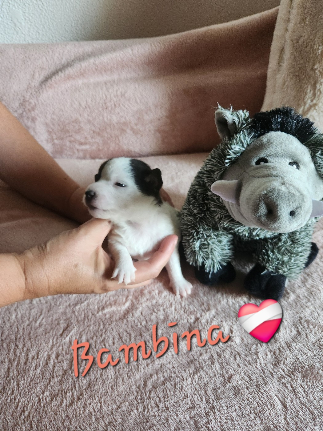Du Domaine Des Deux étoiles - Chiots disponibles - Jack Russell Terrier