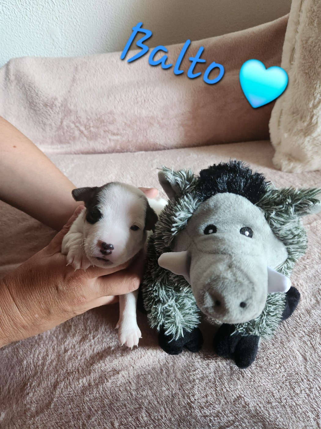 Du Domaine Des Deux étoiles - Chiots disponibles - Jack Russell Terrier