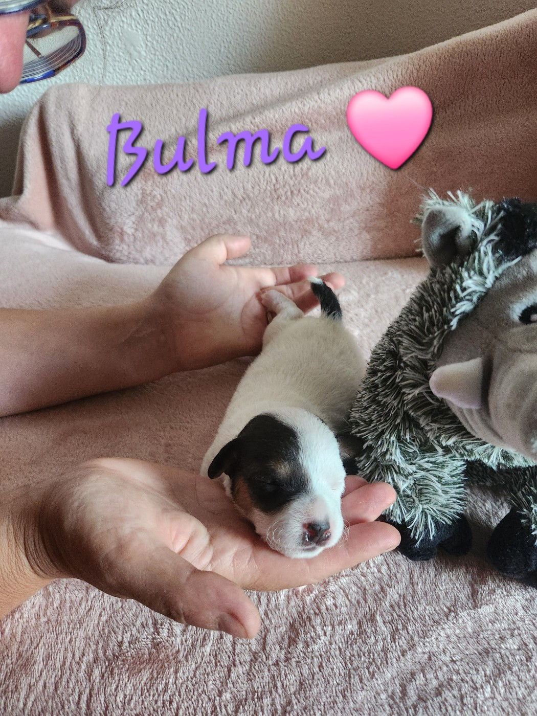 Du Domaine Des Deux étoiles - Chiots disponibles - Jack Russell Terrier