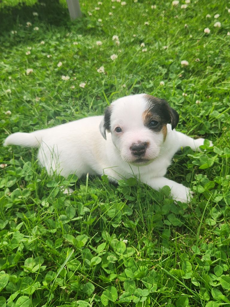 Du Domaine Des Deux étoiles - Chiots disponibles - Jack Russell Terrier
