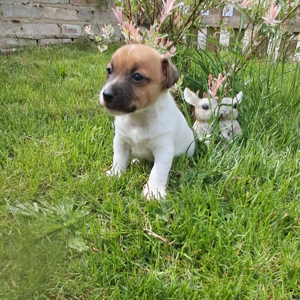 Du Domaine Des Deux étoiles - Chiots disponibles - Jack Russell Terrier
