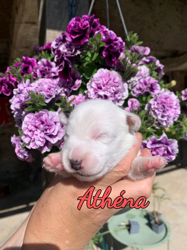 Du Domaine Des Deux étoiles - Chiots disponibles - Jack Russell Terrier