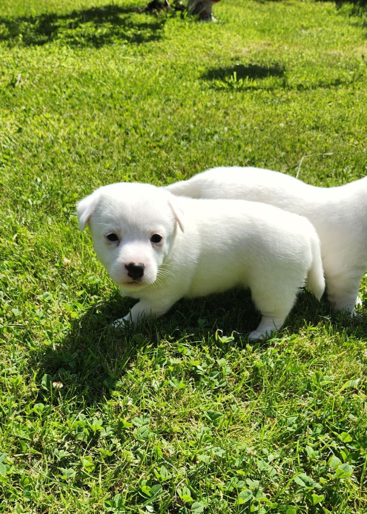 Du Domaine Des Deux étoiles - Chiots disponibles - Jack Russell Terrier