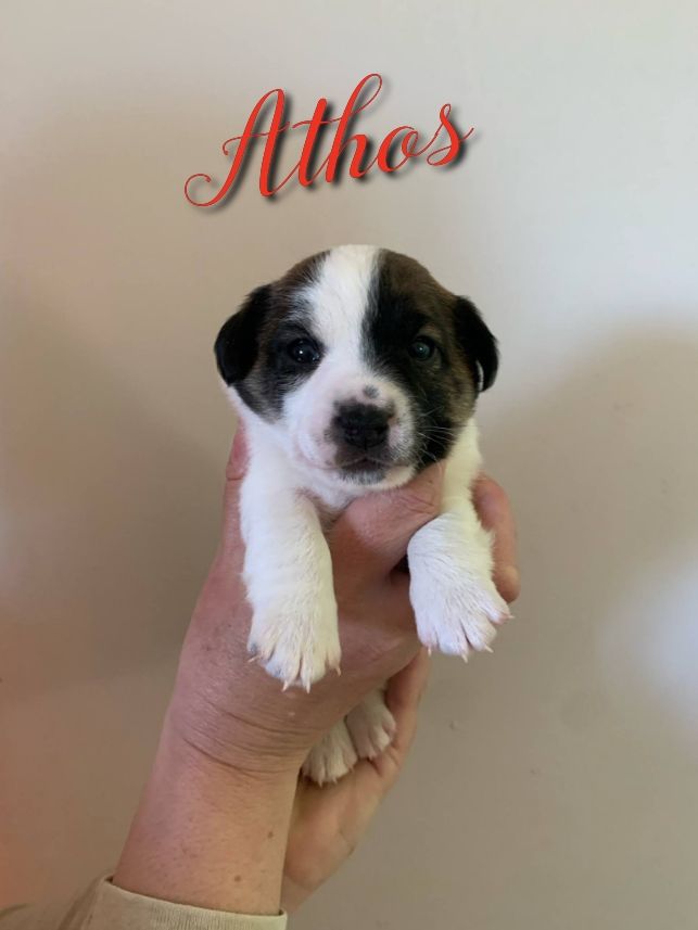 Du Domaine Des Deux étoiles - Chiots disponibles - Jack Russell Terrier