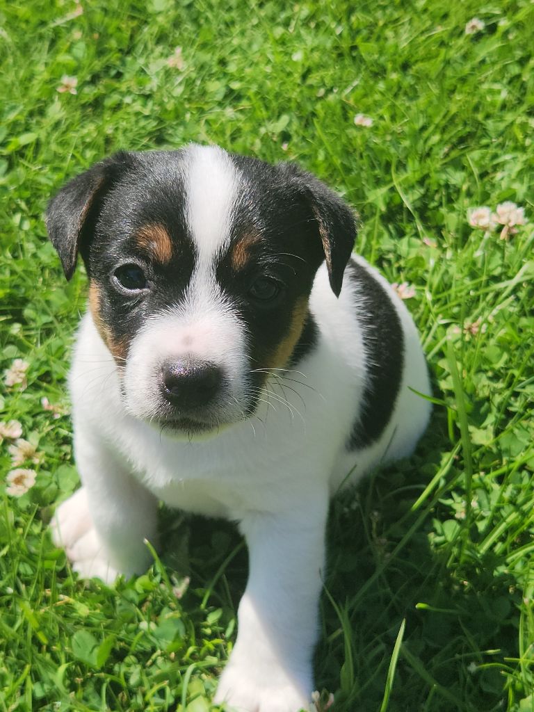 Du Domaine Des Deux étoiles - Chiots disponibles - Jack Russell Terrier