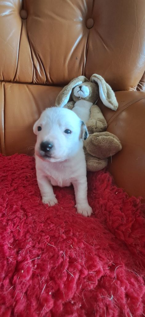 Du Domaine Des Deux étoiles - Chiots disponibles - Jack Russell Terrier