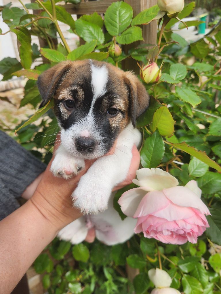 Du Domaine Des Deux étoiles - Chiots disponibles - Jack Russell Terrier