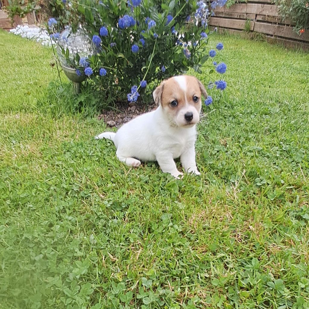 Du Domaine Des Deux étoiles - Chiots disponibles - Jack Russell Terrier