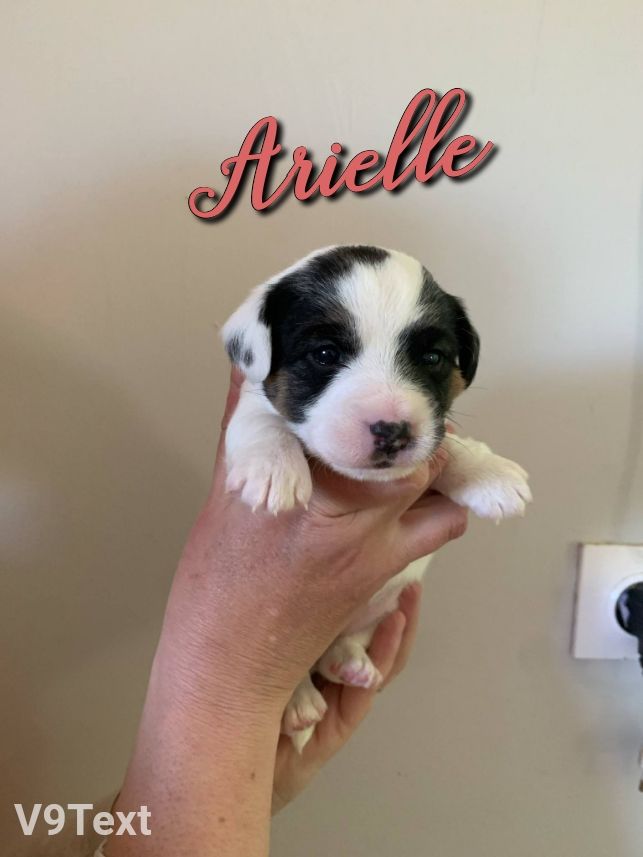 Du Domaine Des Deux étoiles - Chiots disponibles - Jack Russell Terrier