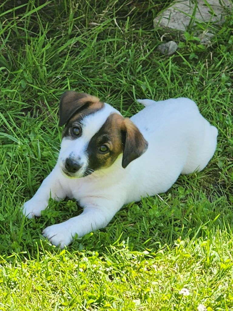 Du Domaine Des Deux étoiles - Chiots disponibles - Jack Russell Terrier