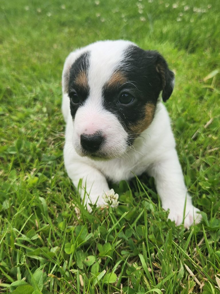 Du Domaine Des Deux étoiles - Chiots disponibles - Jack Russell Terrier