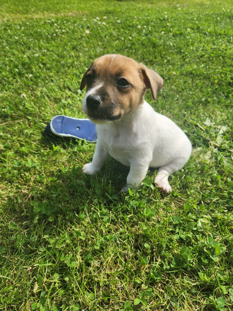 Du Domaine Des Deux étoiles - Chiots disponibles - Jack Russell Terrier