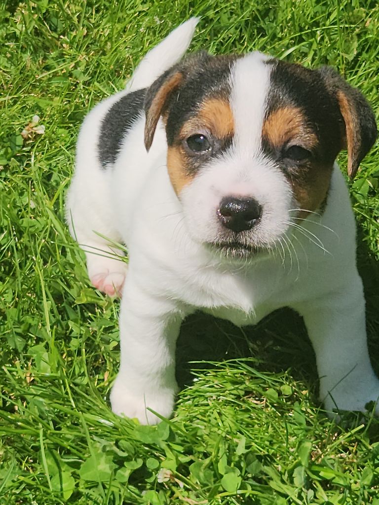 Du Domaine Des Deux étoiles - Chiots disponibles - Jack Russell Terrier